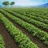 Farm